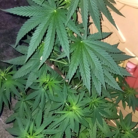 Special kush 1  growlog timeline photo