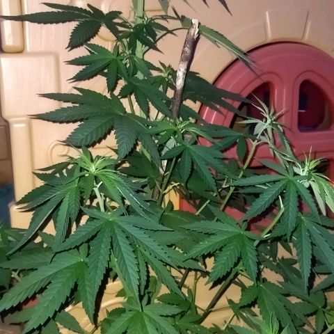 Special kush 1  growlog timeline photo