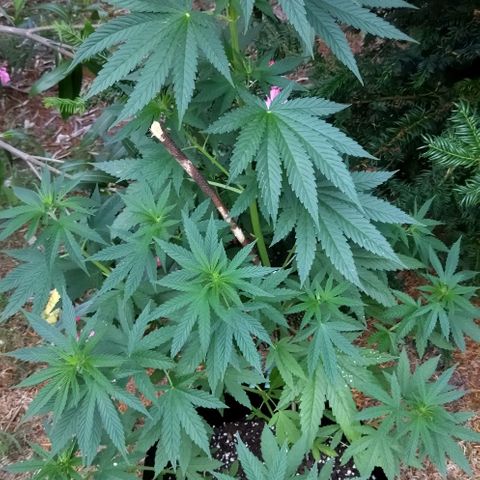 Special kush 1  growlog timeline photo
