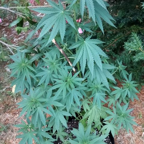 Special kush 1  growlog timeline photo