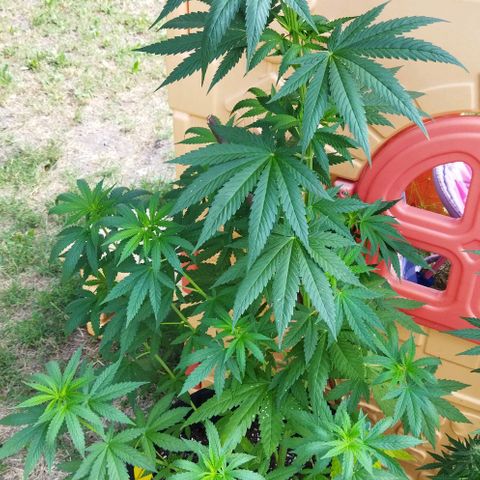 Special kush 1  growlog timeline photo