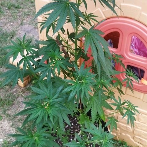 Special kush 1  growlog timeline photo