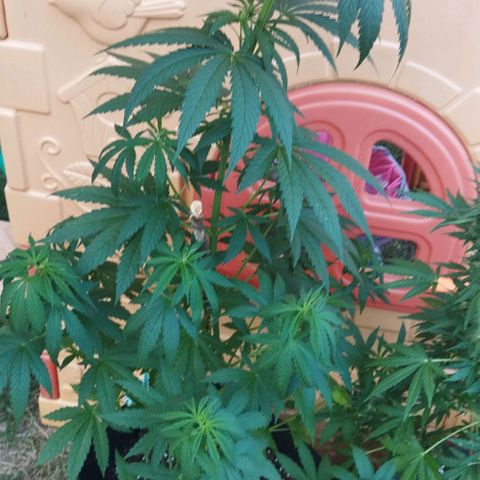 Special kush 1  growlog timeline photo