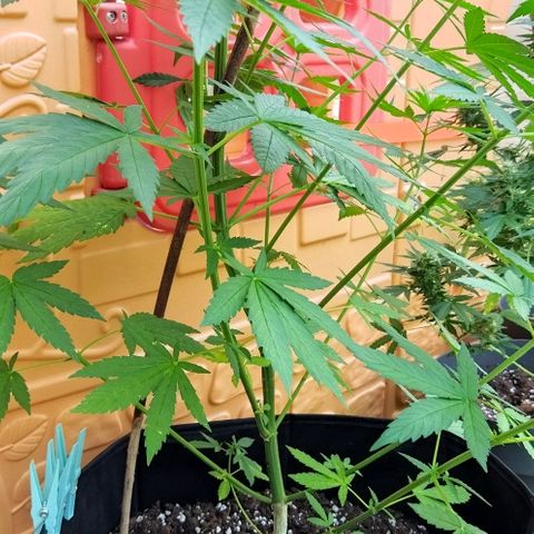 Special kush 1  growlog timeline photo