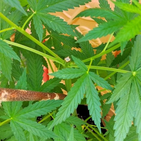 Special kush 1  growlog timeline photo