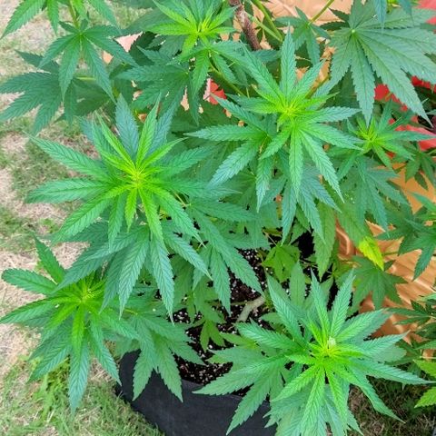 Special kush 1  growlog timeline photo