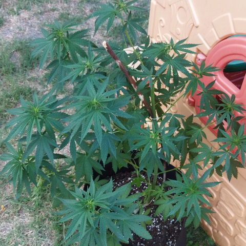 Special kush 1  growlog timeline photo
