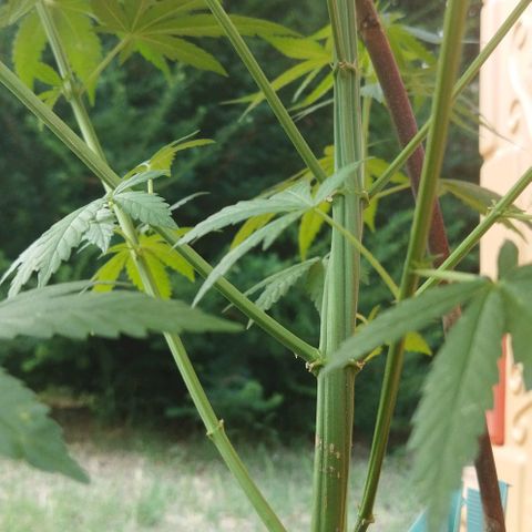 Special kush 1  growlog timeline photo