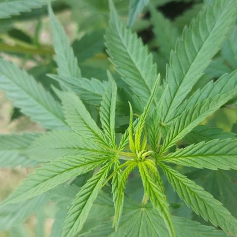 Special kush 1  growlog timeline photo