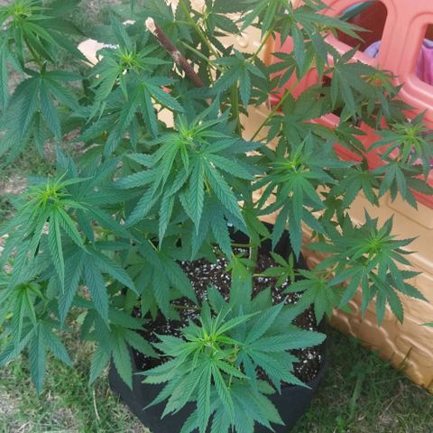 Special kush 1  growlog timeline photo