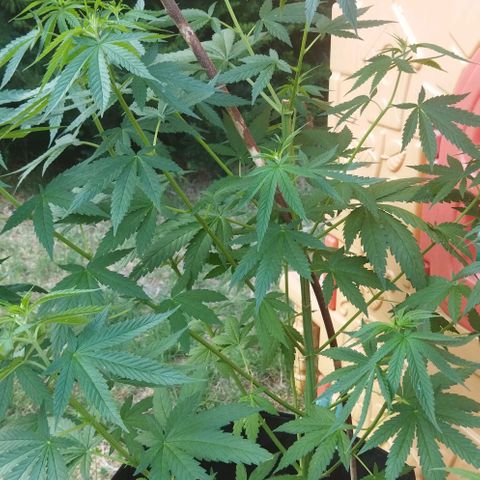 Special kush 1  growlog timeline photo