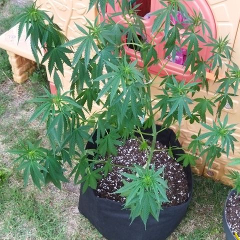 Special kush 1  growlog timeline photo