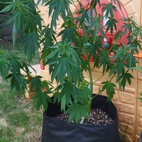 Special kush 1  growlog timeline photo