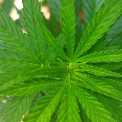 Special kush 1  growlog timeline photo