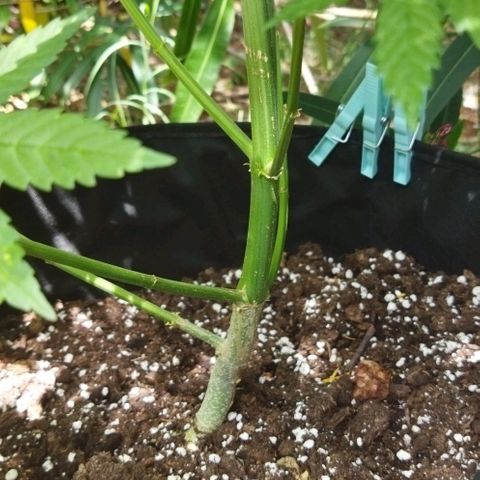 Special kush 1  growlog timeline photo