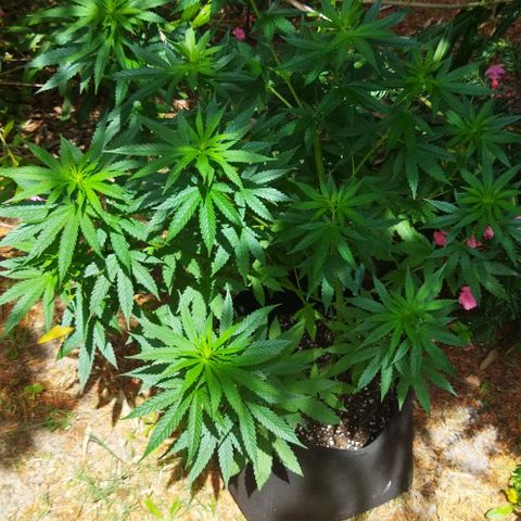 Special kush 1  growlog timeline photo