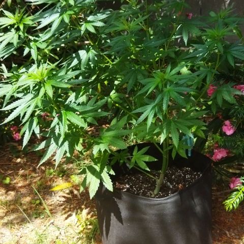 Special kush 1  growlog timeline photo