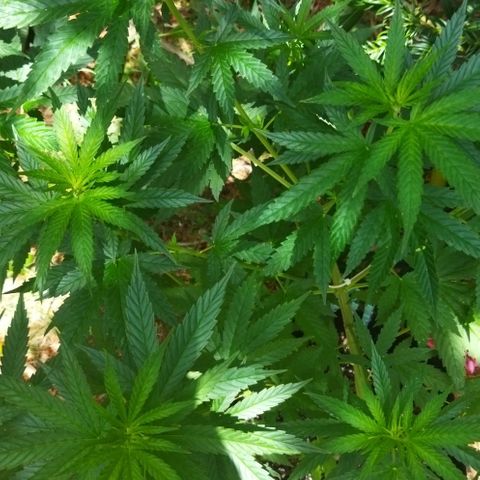 Special kush 1  growlog timeline photo