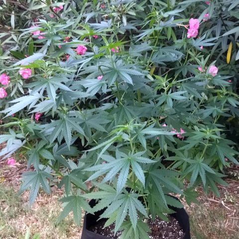 Special kush 1  growlog timeline photo