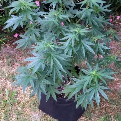 Special kush 1  growlog timeline photo
