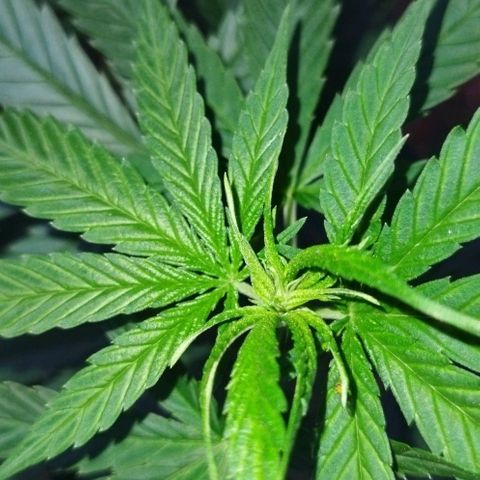 Special kush 1  growlog timeline photo