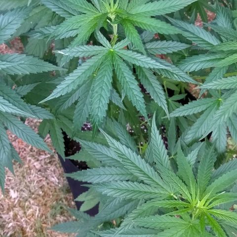 Special kush 1  growlog timeline photo