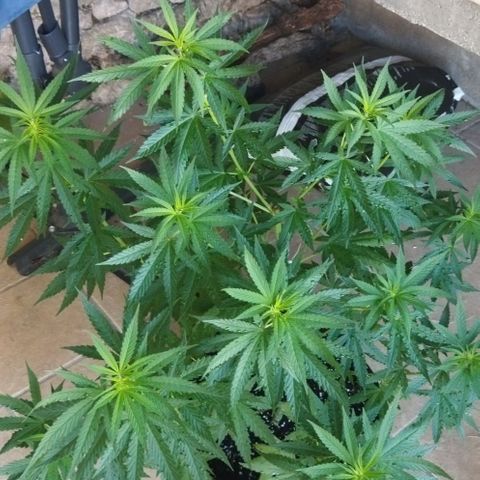 Special kush 1  growlog timeline photo