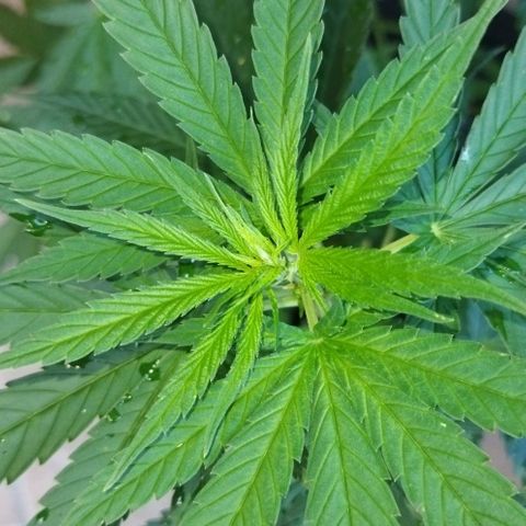 Special kush 1  growlog timeline photo