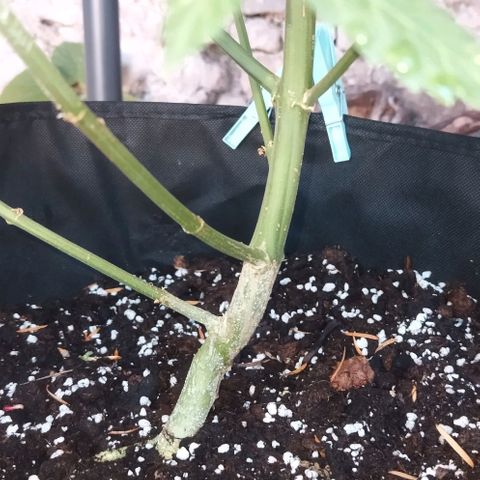 Special kush 1  growlog timeline photo