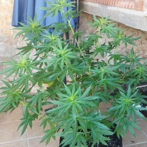 Special kush 1  growlog timeline photo