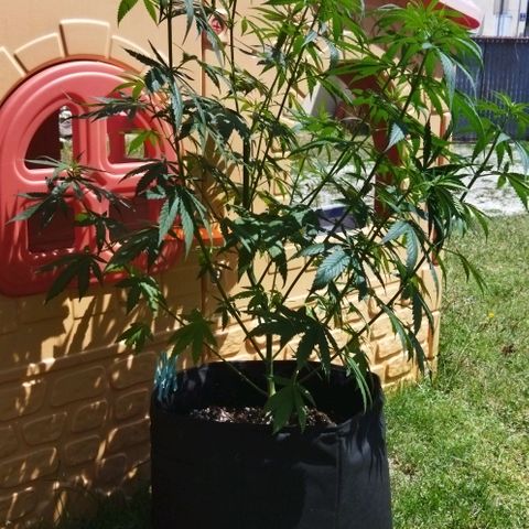 Special kush 1  growlog timeline photo