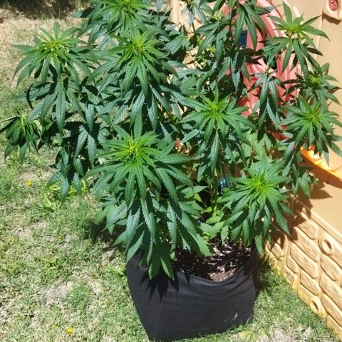 Special kush 1  growlog timeline photo