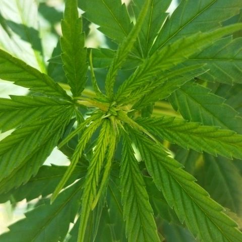 Special kush 1  growlog timeline photo