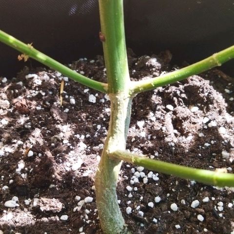 Special kush 1  growlog timeline photo