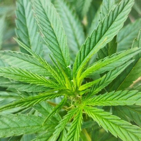 Special kush 1  growlog timeline photo