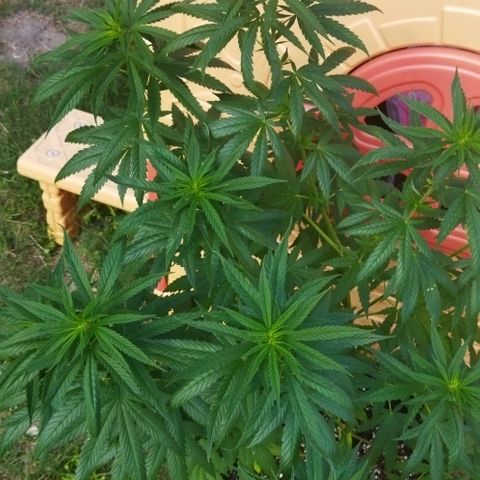Special kush 1  growlog timeline photo