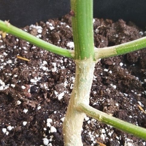 Special kush 1  growlog timeline photo