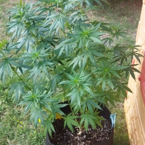 Special kush 1  growlog timeline photo