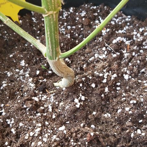Special kush 1  growlog timeline photo