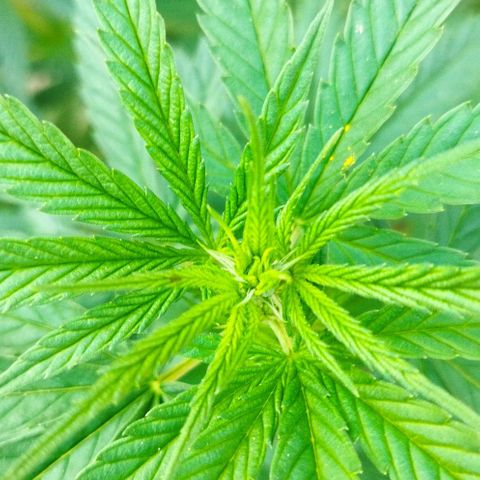 Special kush 1  growlog timeline photo