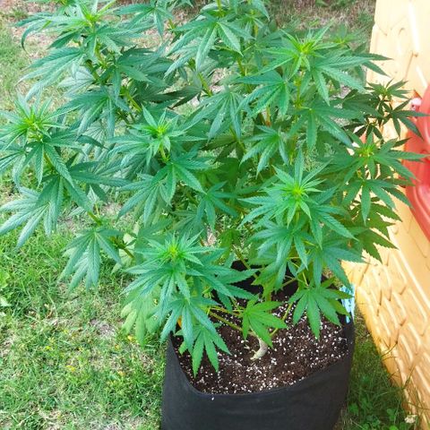 Special kush 1  growlog timeline photo