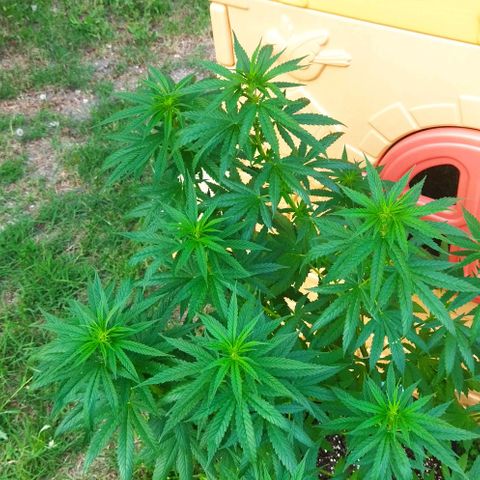 Special kush 1  growlog timeline photo