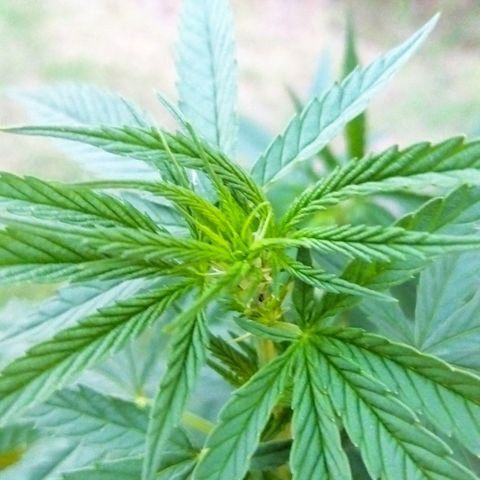 Special kush 1  growlog timeline photo