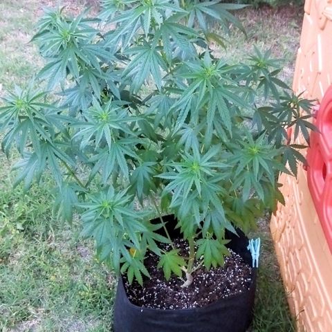Special kush 1  growlog timeline photo