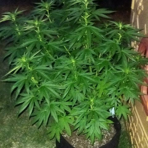Special kush 1  growlog timeline photo