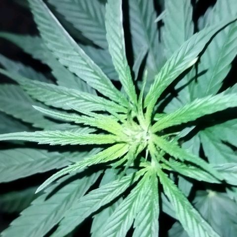 Special kush 1  growlog timeline photo