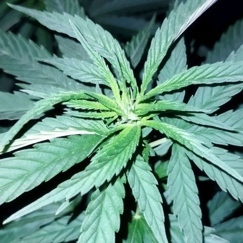 Special kush 1  growlog timeline photo