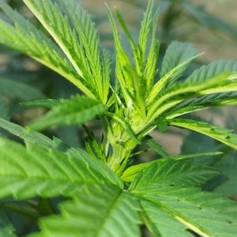 Special kush 1  growlog timeline photo