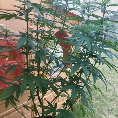 Special kush 1  growlog timeline photo