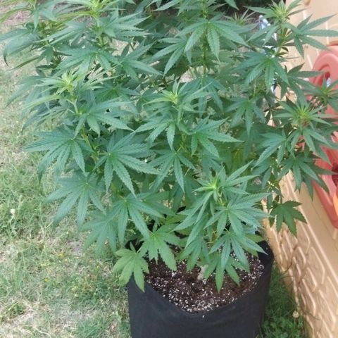 Special kush 1  growlog timeline photo